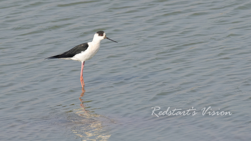 iNaturalist image