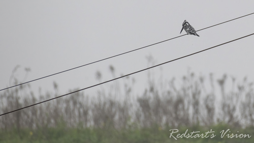 iNaturalist image