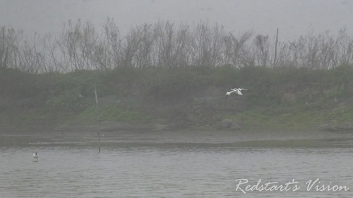 iNaturalist image