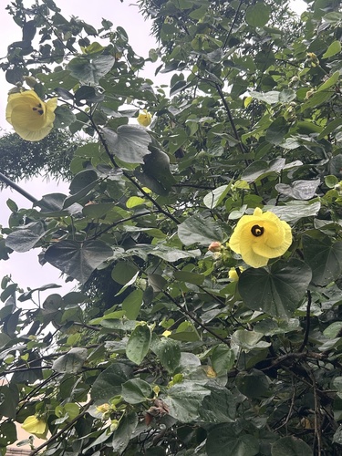 sea hibiscus