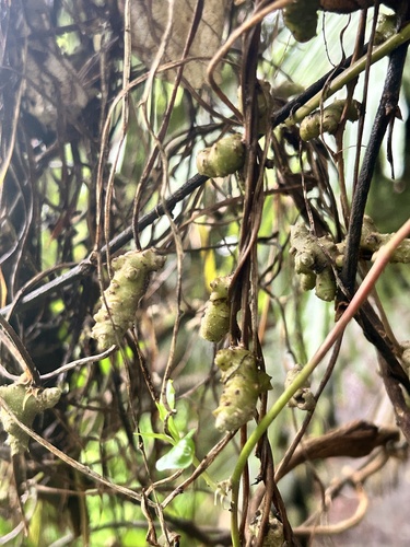 Mignonette vine