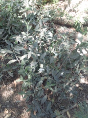 Tournefortia hartwegiana