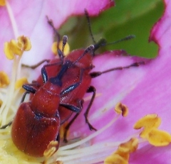 Merhynchites bicolor