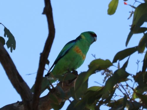 Mallee Ringneck