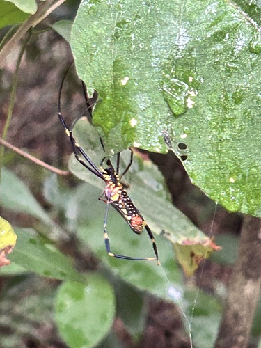 Giant Golden Orbweaver