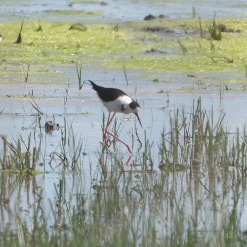 iNaturalist: (c) Paul Tavares, some rights reserved (CC BY-NC), uploaded by Paul Tavares iNaturalist image