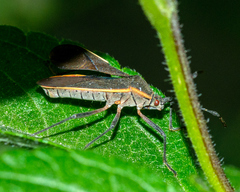 Staluptus marginalis