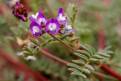 Astragalus emoryanus