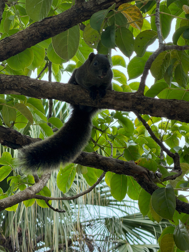 Pallas' Squirrel