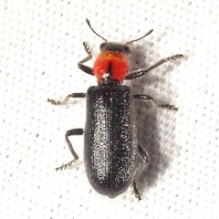 Placopterus thoracicus