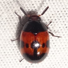 Diaperis nigronotata