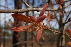 Quercus incana