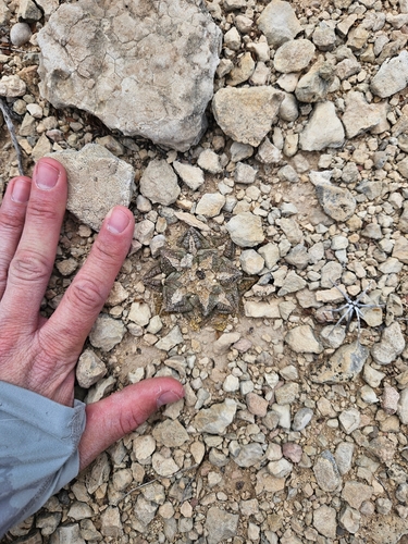 Chautle Livingrock