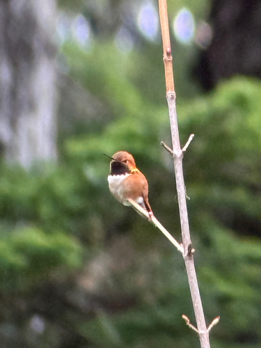 Rufous Hummingbird photographed in Alaska