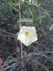 Distimake quinquefolius