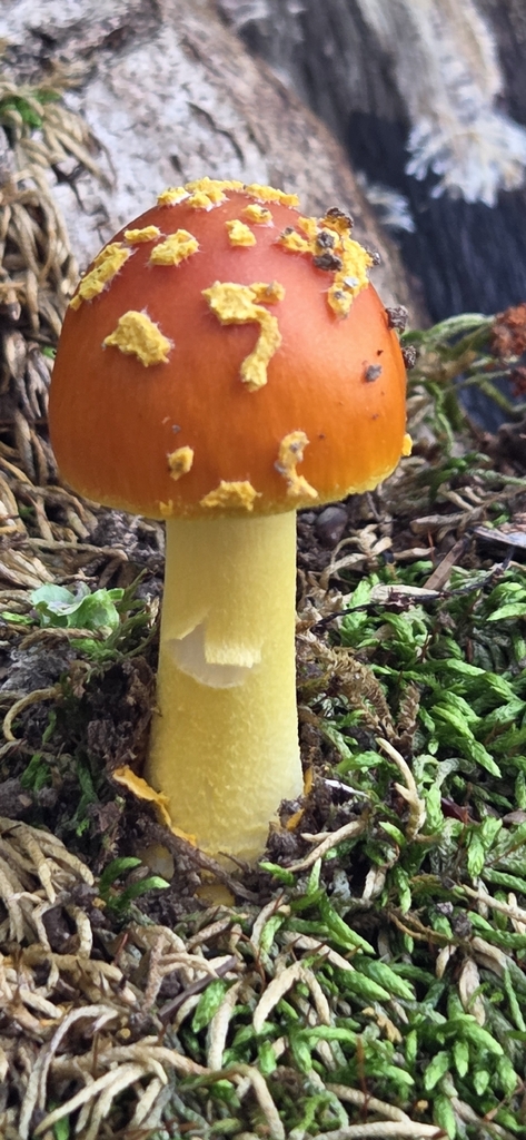 Yellow Patches · June 2026 · photo: Photo: (c) Jennifer Harris, some rights reserved (CC BY) · iNaturalist