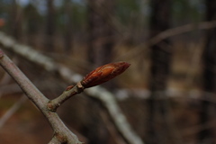 Quercus incana