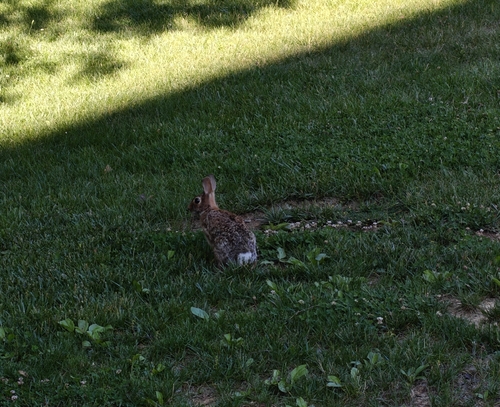Eastern Cottontail