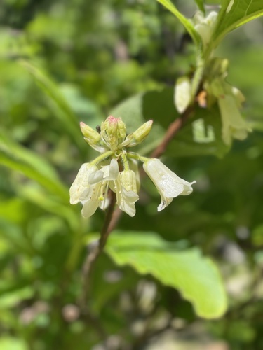 Rhododendron nipponicum iNat (1)