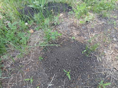 Northern Molevole
