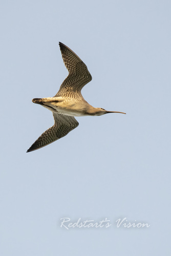 iNaturalist: (c) Yuxuan Liu, some rights reserved (CC BY-NC), uploaded by Yuxuan Liu iNaturalist image