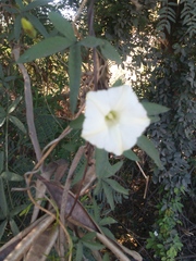 Distimake quinquefolius