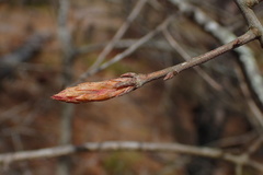 Quercus incana
