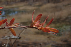 Quercus incana