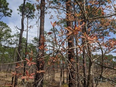 Quercus incana