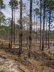 Quercus incana