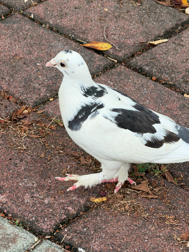 Feral Pigeon