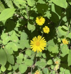 Doronicum pardalianches, photograph (c) Eric Habisch, some rights reserved (CC BY)
