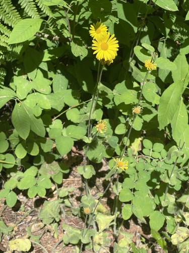 Doronicum pardalianches, photograph 5