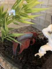 Betta