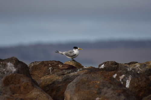 iNaturalist image