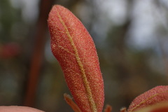 Quercus incana