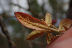 Quercus incana
