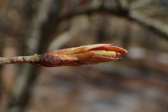 Quercus incana