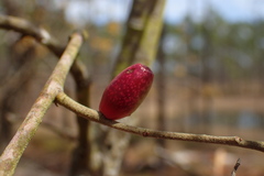 Quercus incana