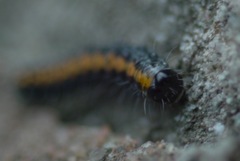 Bryophila domestica