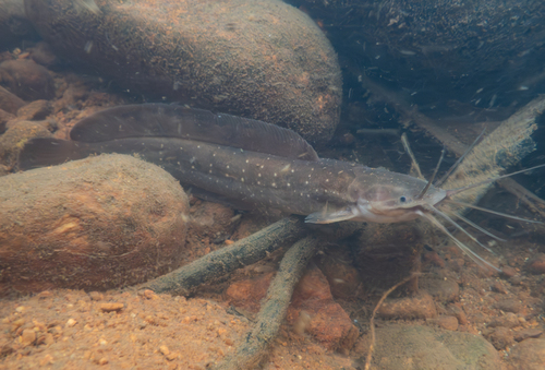 Clarias
