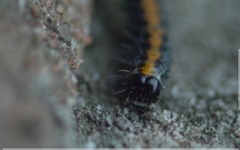 Bryophila domestica