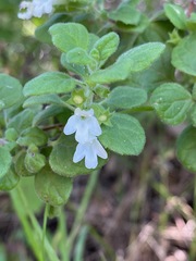 Clinopodium chandleri