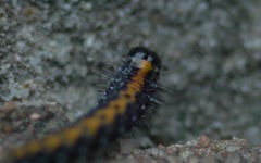 Bryophila domestica