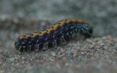 Bryophila domestica