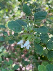 Clinopodium chandleri