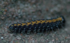 Bryophila domestica