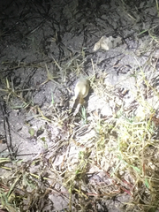 Lithobates berlandieri