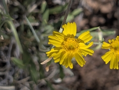 Tetraneuris ivesiana