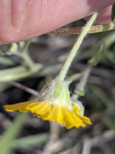Tetraneuris ivesiana, photograph 1